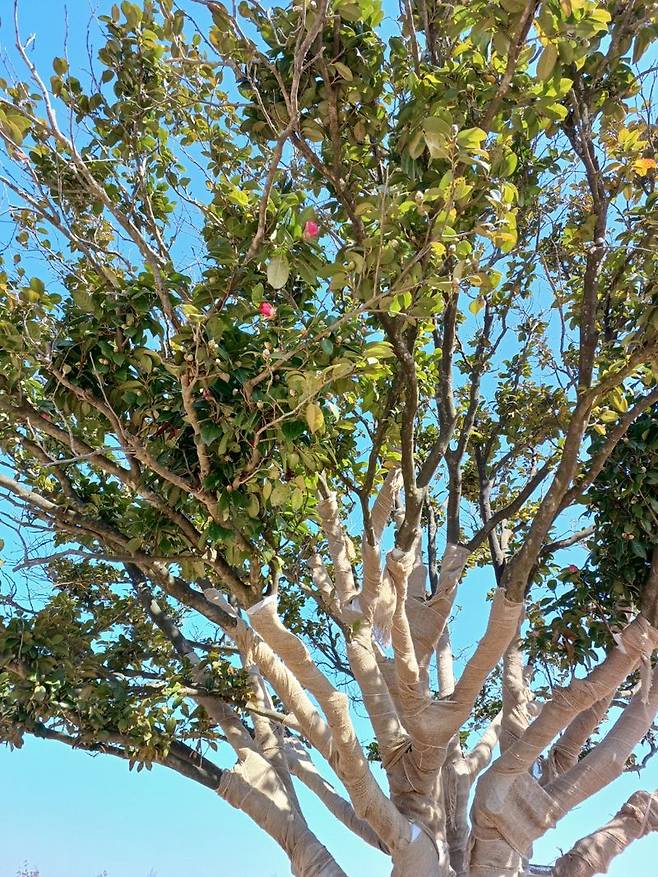 산이정원을 지키고 있는 200년 된 동백나무.