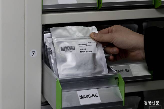 시드뱅크에 보관된 구상나무 종자. 종자 보관 과정은 채집 > 1차건조 > 정선 > 2차건조> 검사 > 라벨링 및 포장 > 최종보관 순서다. 문재원 기자