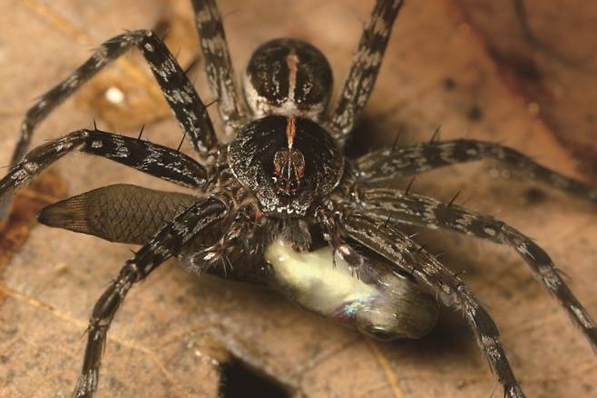 닷거미류가 물고기를 잡아먹고 있다. 낚시거미(fishing spider)라는 영문명처럼 닷거미는 수표면에 다리 끝을 대고 기다리고 있다가 가까이 온 물고기를 감지하면 순식간에 물속으로 다리를 오므려 인형 뽑기 하듯이 물고기를 가둔다. Kuang Ping Yu 제공