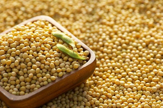 미국의 한 장수 연구가가 콩의 효능을 강조했다. /사진=클립아트코리아