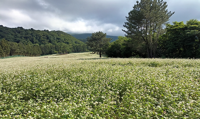 메밀밭 (사진은 기사 특정 사실과 관련 없음)