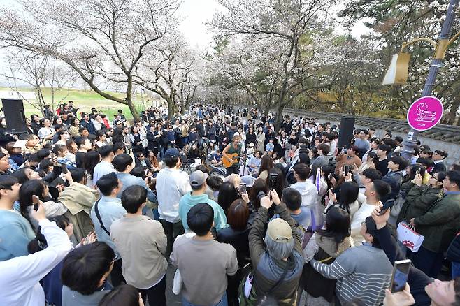 지난해 열린 대릉원 돌담길 벚꽃축제. 경주시 제공