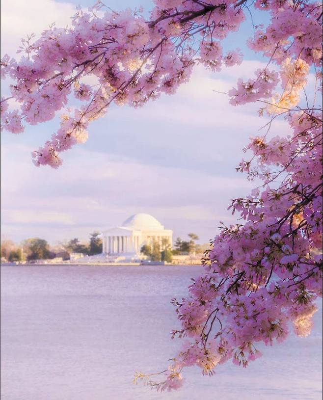 미국 워싱턴 DC에 만개한 벚꽃 뒤로 돔형 지붕을 한 토머스 제퍼슨 기념관이 보인다. /워싱턴 DC 관광청