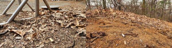 수원시 영통구의 독침산 등산로에 담배꽁초가 곳곳에 버려져 있다. 한준호기자
