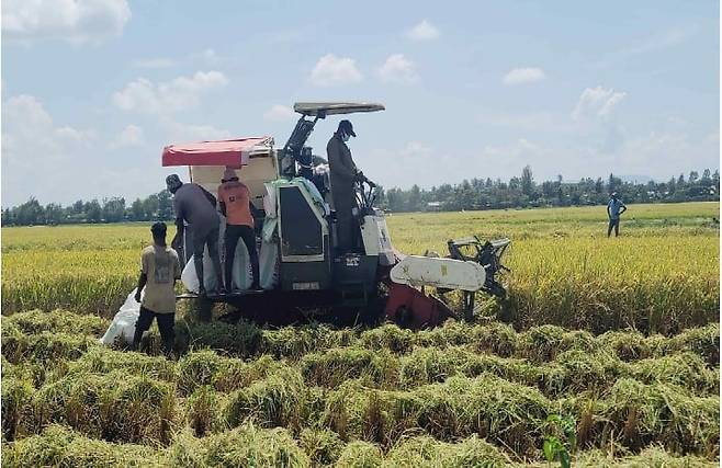 아프리카 케냐에서 K-라이스벨트 종자 벼를 수확하고 있다. /농림축산식품부 제공