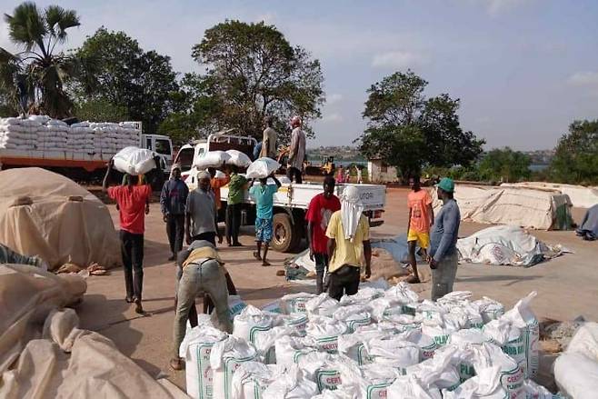 아프리카 가나에서 농민들이 K-라이스벨트 프로젝트를 통해 생산한 종자 벼를 수령하고 있다. /농림축산식품부 제공