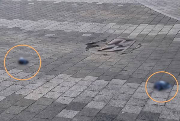 지난 6일 오전 인천 부평구 경인국철(경인선) 1호선 백운역 주변에서 발견된 비둘기 사체. 독자 제공