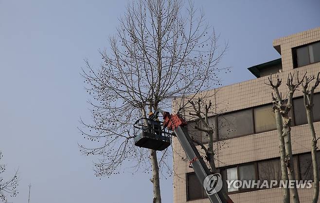 가로수 가지치기 촬영 고동선 (연합뉴스 DB, 자료 이미지)