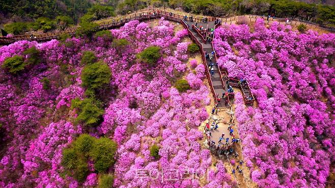 고려산 진달래 군락지/사진-강화군
