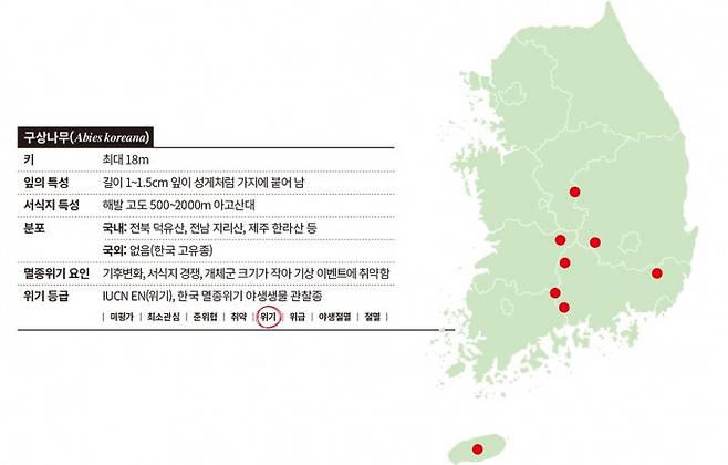 구상나무는 전북 덕유산 이남 산지의 아고산대에 서식한다.게티이미지뱅크, 과학동아 제공