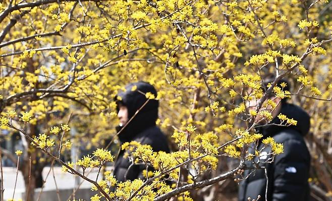 17일 산수유가 활짝 핀 경기도 수원시 경기아트센터에서 두꺼운 외투를 입은 시민들이 몸을 움츠린 채 걷고 있다. 2025.03.17. 뉴시스