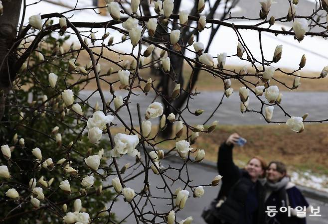 폭설과 한파가 엄습한 18일 광주 북구 전남대에는 강추위를 뚫고 새하얀 목련이 만개하여 학생들이 꽃길을 걷고 있다. 광주=박영철 기자 skyblue@donga.com