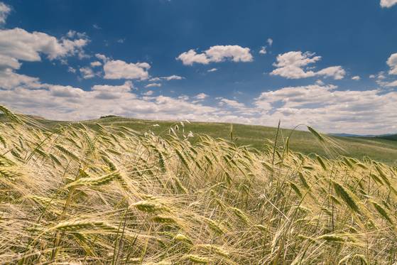 파로의 주요 산지인 이탈리아에서는 정부가 파로를 관리 곡물로 지정해 엄격하게 관리한다. 사진 그레인온