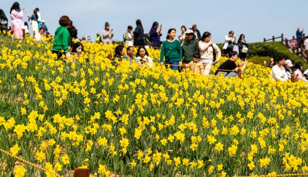 전국 대부분 지역 기온이 20도에 달한 지난 23일 남구 오륙도 해맞이공원을 찾은 관광객들이 만개한 수선화를 배경으로 사진을 찍고 있다. 이원준 기자