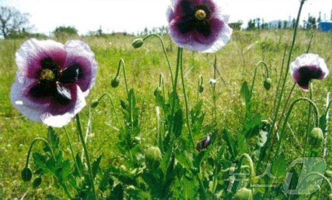 천연마약으로 분류돼 단속 대상인 양귀비 '파파베르 세티게룸 디시종'.(제주해양경찰청 제공. 재판매 및 DB 금지)