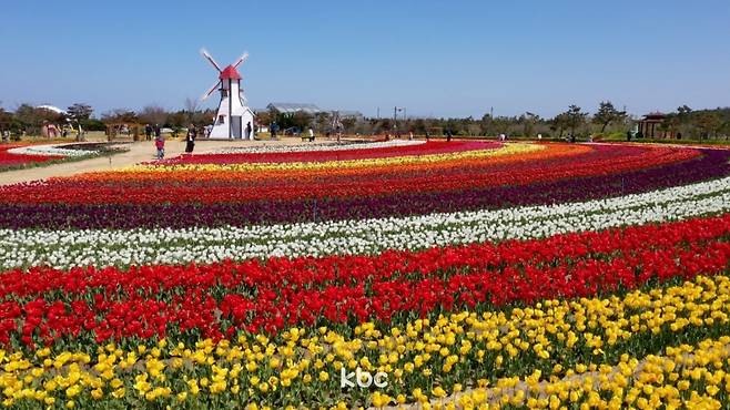 ▲신안군 임자도 튤립축제