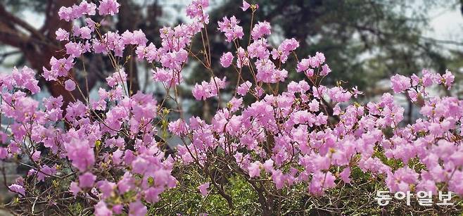 요즘 서울 곳곳에 흐드러지게 핀 진달래. 김선미기자 kimsunmi@donga.com