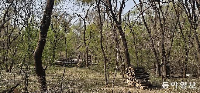 연두색 새잎들이 싱그런 봄을 알리는 길동생태공원. 김선미 기자 kimsunmi@donga.com