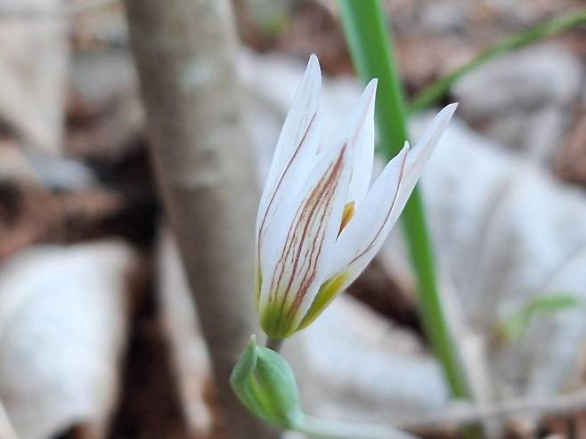 국립수목원에 피어난 산자고. 국립수목원 제공
