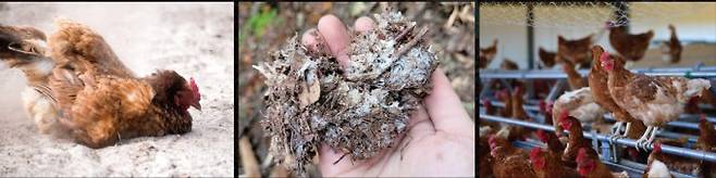 닭은 모래 목욕을 하는 본능과 높은 곳에 올라가는 본능이 있다. 모래 목욕을 위한 깔짚(가운데)과 올라가 앉을 수 있는 횃대(오른쪽)가 있으면 닭이 더 자연스러운 행동을 할 수 있다. 게티이미지뱅크 제공