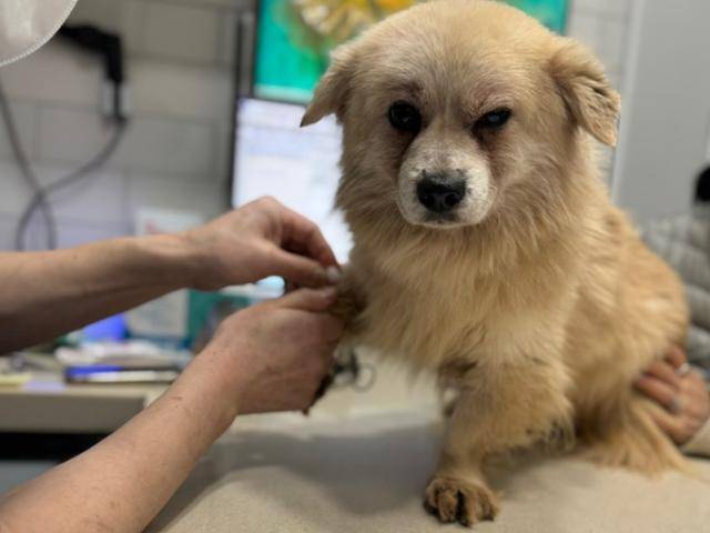 구조 뒤 건강 검진 받고 있는 온달이. 동물보호단체 네스트 제공
