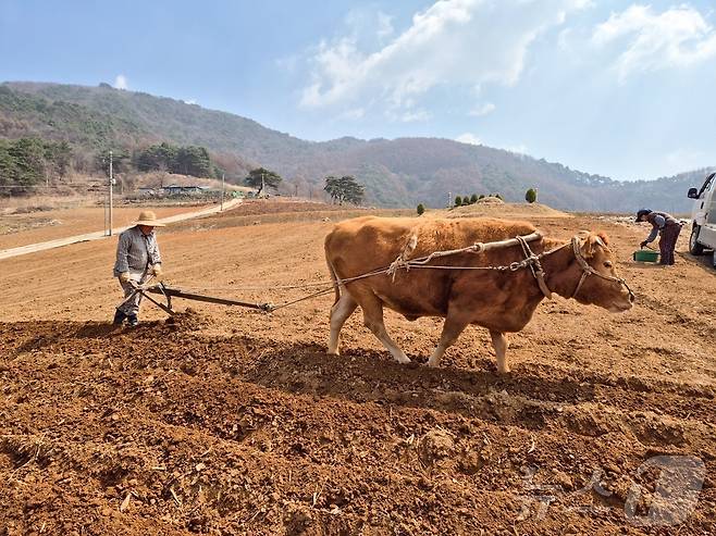 8일 오전 충북 단양에서 한 농부가 쟁기질을 하고 있다.(단양군제공. 재판매 및 DB금지).2025.4.8/뉴스1