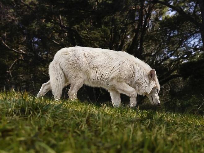 생후 5개월 된 레무스. 체중은 36kg이며 완전히 자라면 약 70kg에 이를 것으로 예상한다. 콜로설 바이오사이언스 제공