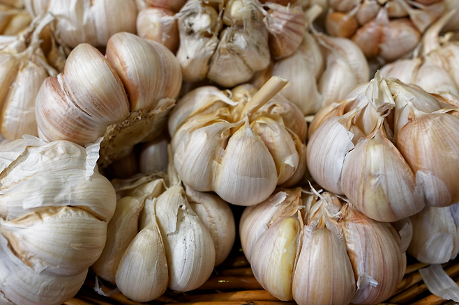 통마늘