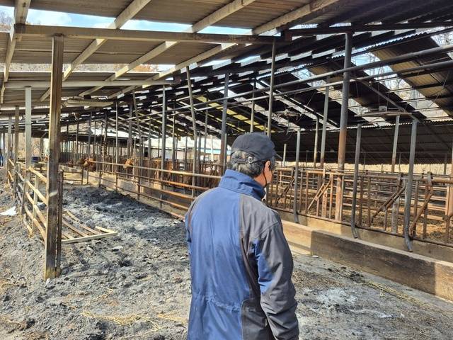 경북 영덕군 영덕읍 매정리에서 한우를 키우는 이구식씨(70)가 대형 산불로 인해 대부분이 불에 탄 축사 안을 응시하고 있다.