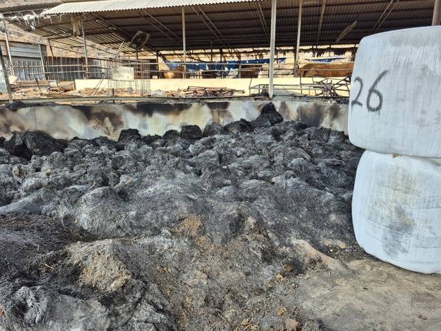 경북 안동시 남선면 구미리에 있는 권정호씨네 한우 축사 내부. 높게 쌓여 있던 볏짚이 전부 타 재만 남았다.