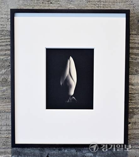닻미술관 주전시관에 전시중인 이모젠 커닝햄 'STILLNESS' 사진전 중 Magnolia Bud 작품. 홍기웅기자