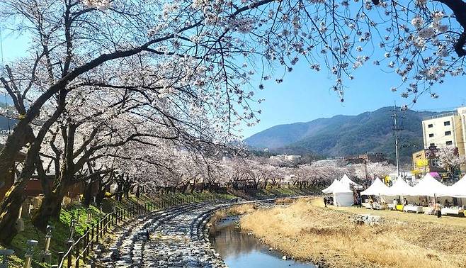 벚꽃 만발한 충주 수안보(사진=독자 제공) *재판매 및 DB 금지
