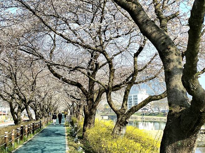 순창 옥천골 벚꽃길.