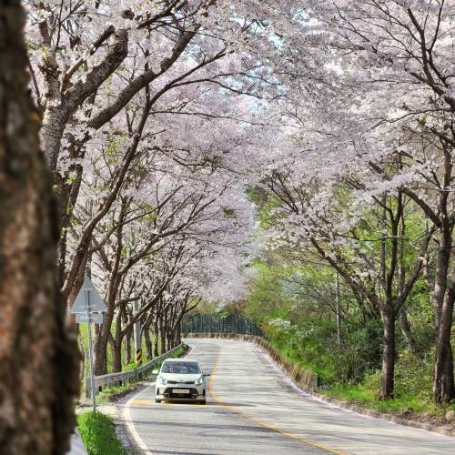 데미샘 벚꽃길. 진안군 제공