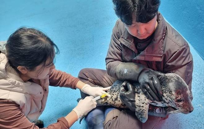 충남도는 점박이물범 및 서식지 관리위원회를 열고 서산과 태안 가로림만을 찾는 천연기념물인 점박이물범을 체계적으로 보호, 관리한다고 13일 밝혔다. 사진은 국립해양생물자원관에서 점박이물범을 치료하는 모습. 충남도 제공