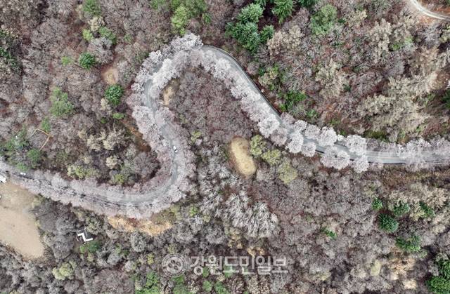 ▲ 강원지역에 봄눈이 내린 13일 춘천 부귀리 벚꽃 길 위로 눈이 쌓여 이색적인 풍경을 만들고 있다. 방도겸