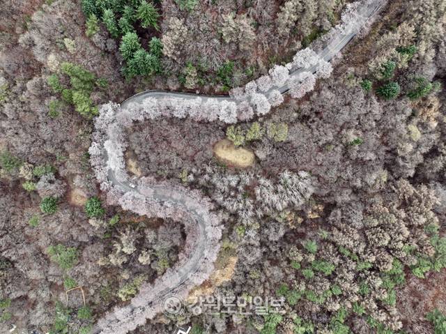 ▲ 강원지역에 봄눈이 내린 13일 춘천 부귀리 벚꽃 길 위로 눈이 쌓여 이색적인 풍경을 만들고 있다. 방도겸