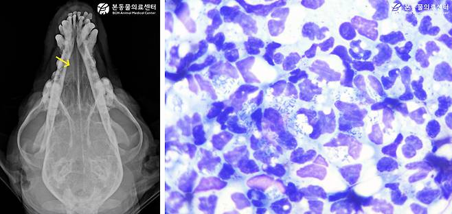 보니는 우측 비강 전반부의 밀도 증가와 콧물 도말 검사 시 다수의 간균이 확인됐다(본동물의료센터 제공) ⓒ 뉴스1
