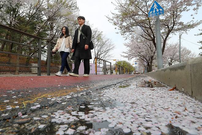 강풍을 동반한 봄비가 내린 13일 오전 서울 여의도 윤중로에서 시민들이 떨어진 벚꽃 사이를 지나고 있다. /박성원 기자