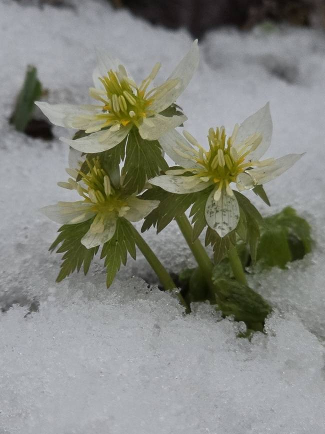 ▲ 14일 인제 기린면 진동리에서 희귀식물인인 모데미풀 꽃이 눈속에서 활짝 피어 봄의 자태를 뽐내고 있다. 진동리 주민 김철한 씨 제공