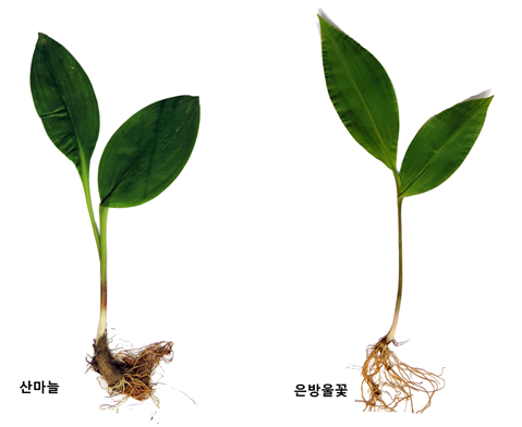 산마늘(왼쪽)과 독초인 은방울꽃. 산림청 국립수목원