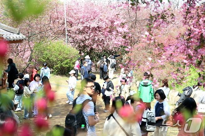 16일 전북자치도 전주시 완산공원 꽃동산이 꽃구경을 나온 상춘객들로 북적이고 있다.(전주시 제공, 재판매 및 DB 금지)/뉴스1
