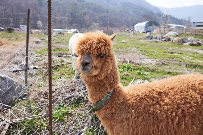 화순군은 16일 오는 18일 개막하는 봄꽃 축제에 알파카 체험존을 제외한다고 발표했디. 사진은 화순에서 사육되는 알파카 모습. 화순군 제공