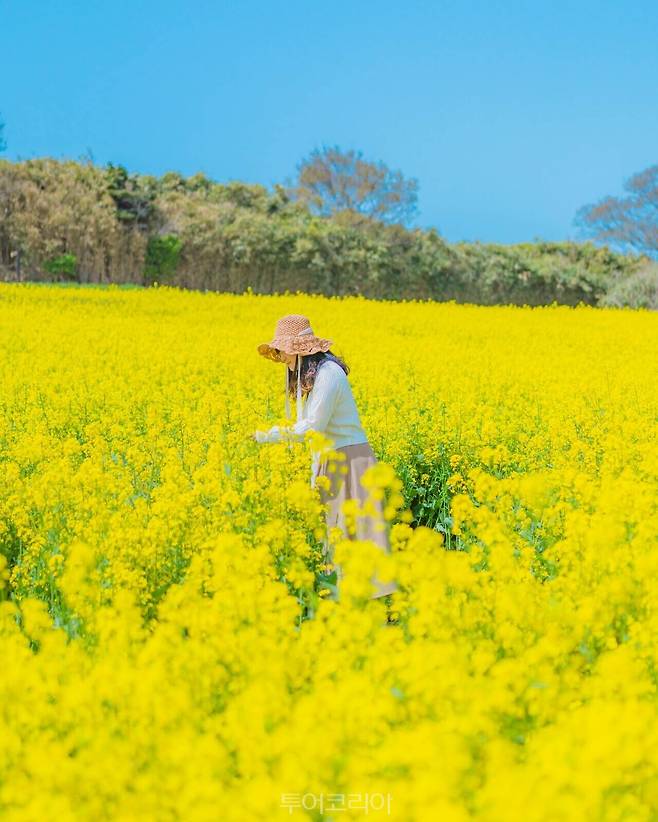 수성당유채꽃/사진-부안군
