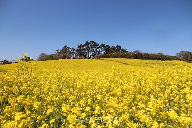 수성당 유채꽃 / 사진-부안군