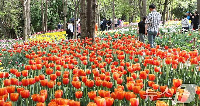 20일 전북자치도 전주시 한국도로공사 전주수목원을 찾은 시민들이 활짝 핀 튤립을 구경하고 있다. 2025.4.20/뉴스1 ⓒ News1 유경석 기자