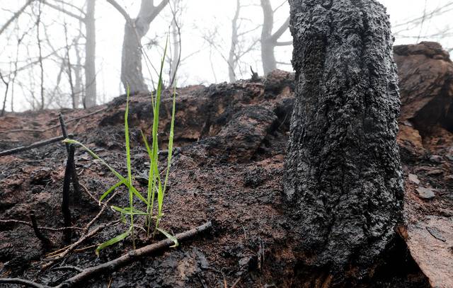 20일 오전 의성 산불 최초 발화지인 안평면 괴산리 야산 산소 인근의 불에 탄 나무 옆에 연둣빛 새싹이 자라고 있다. /이용선기자 photokid@kbmaeil.com