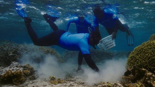 삼성전자 관계자들이 해양 보호를 위해 갤럭시 카메라 기술을 활용한 해양 생태계 복원 프로젝트 '코랄 인 포커스'를 위해 산호초를 심고 있다. 삼성전자 제