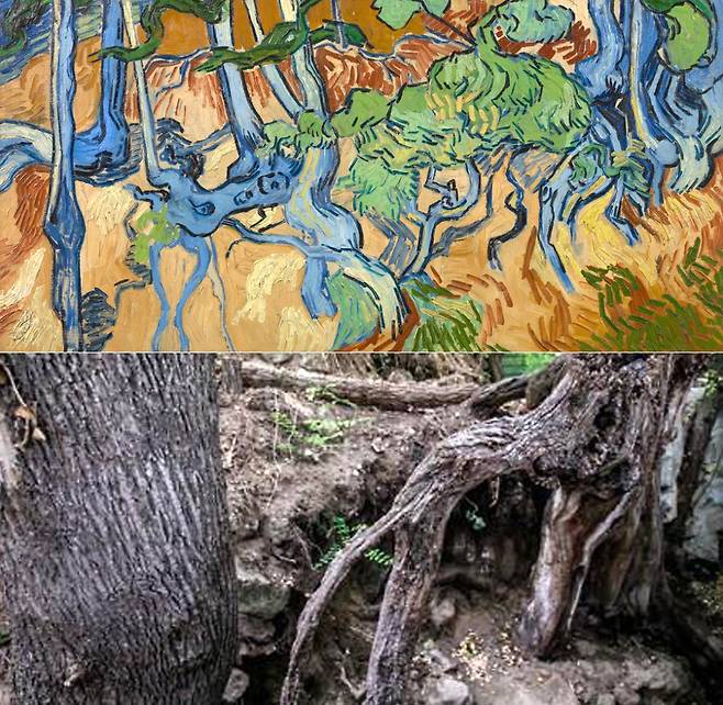 반 고흐의 마지막 작품이라고 알려진 ‘나무뿌리(Tree Roots)’(위)와 이 작품의 실제 모델이 된 프랑스 파리 외곽 오베르 쉬르 오아즈시 길가에 있는 나무 뿌리. 사진 위키피디아, EPA=연합뉴스