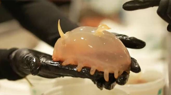 호주 해양학자들이 남극 해저를 탐사하던 중 그간 발견되지 않았던 독특한 해양 생물을 다수 포획했다. 사진은 해삼의 일종으로 '바다 돼지'로 알려진 해양 생물이다 ./사진=호주 ABC뉴스 보도 영상